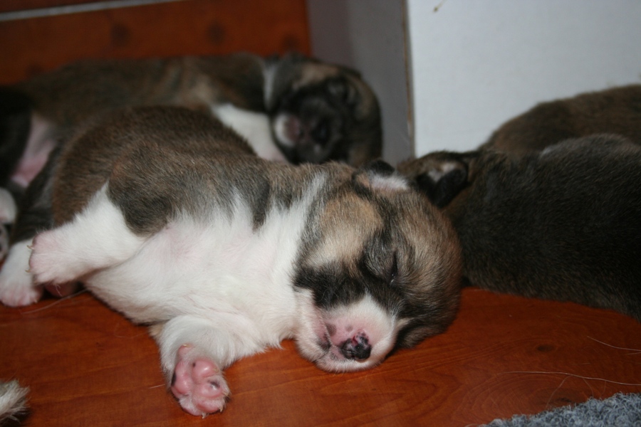 Puppies